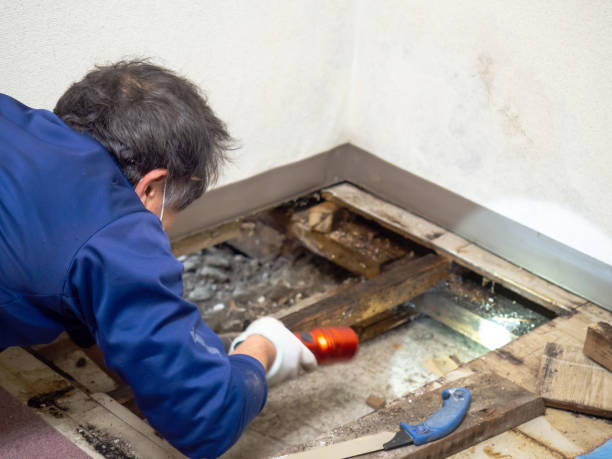 Best Water Damage Restoration  in Mill Plain, CT