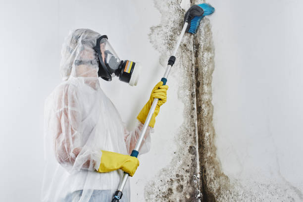 Best Toxic Mold Removal  in Mill Plain, CT