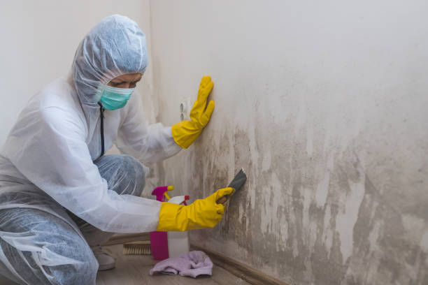 Best Attic Mold Removal  in Mill Plain, CT