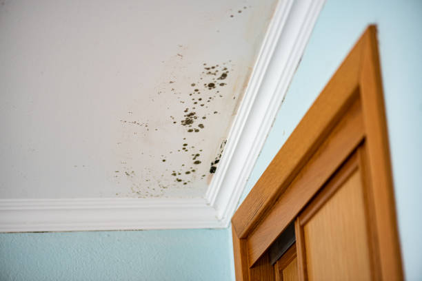 Best Residential Mold Removal  in Mill Plain, CT