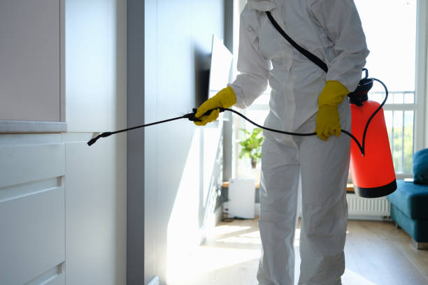 Best Home Mold Removal  in Mill Plain, CT