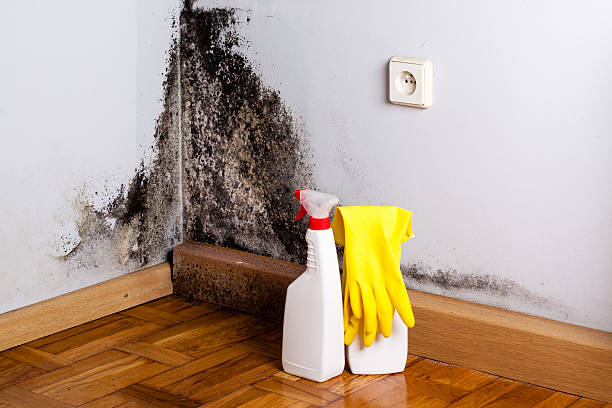 Best Home Mold Removal  in Mill Plain, CT