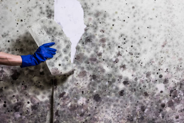 Attic Mold Removal in Mill Plain, CT