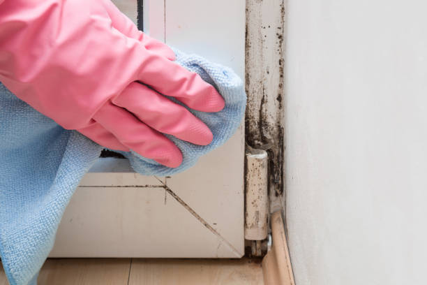 Best Mold Removal and Inspection  in Mill Plain, CT