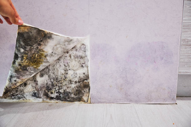 Best Mold Remediation  in Mill Plain, CT